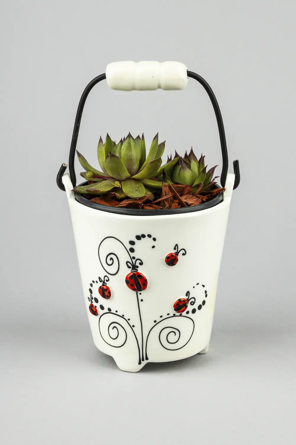 Kantica sa sukulentom-bubamare